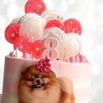 Торт пушистый шпиц TPSH014041 фото и оформление торта