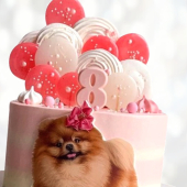 Торт пушистый шпиц TPSH014041 фото и оформление торта