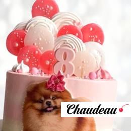 Торт пушистый шпиц TPSH014041 фото и оформление торта